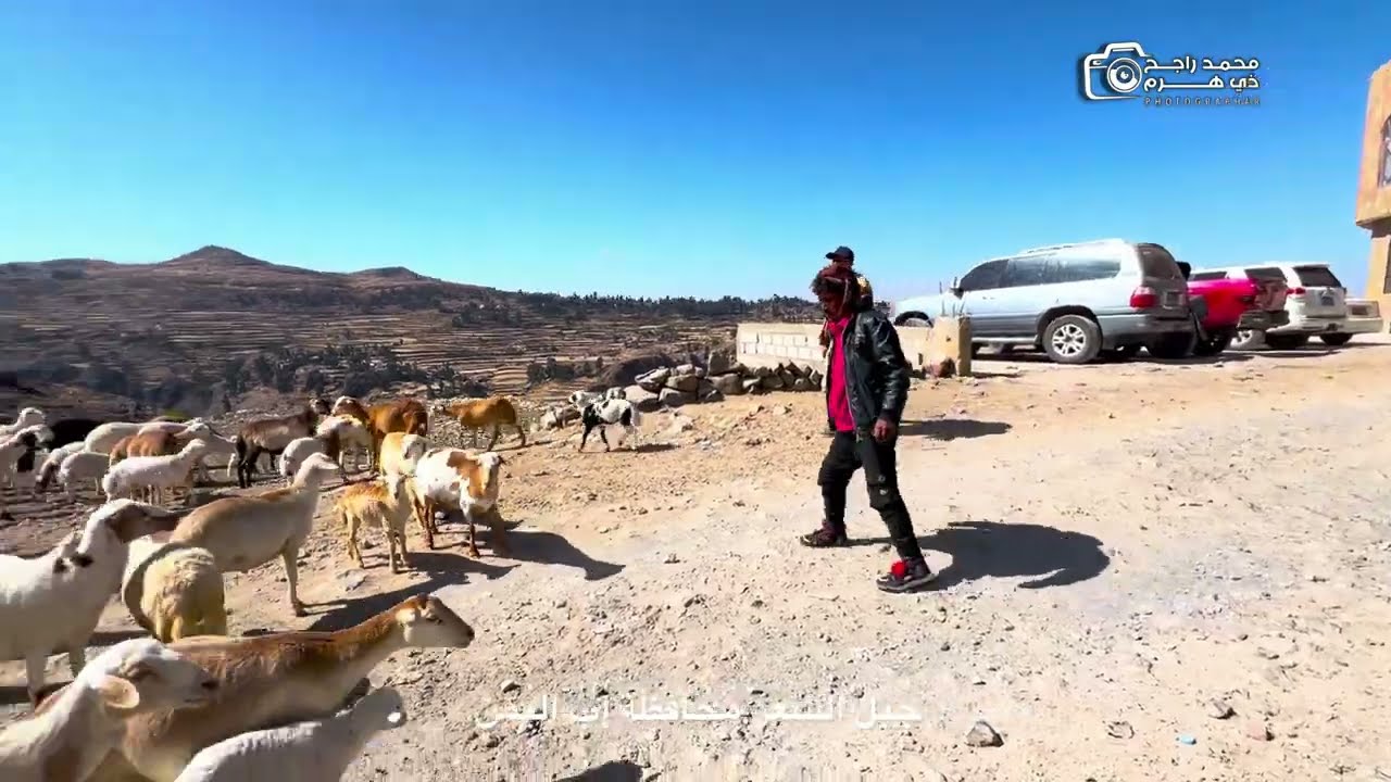 @الاغنام في ريف اليمن على الطبيعة 🦌🐐🦌🐐🦌🐂👇👇💐💐
