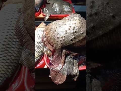 Камбала гигант!