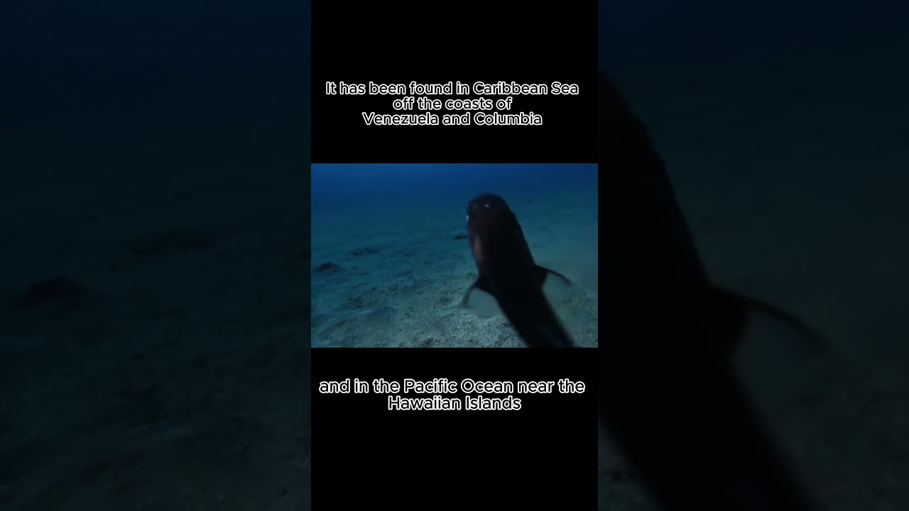 Meet the smallest shark!