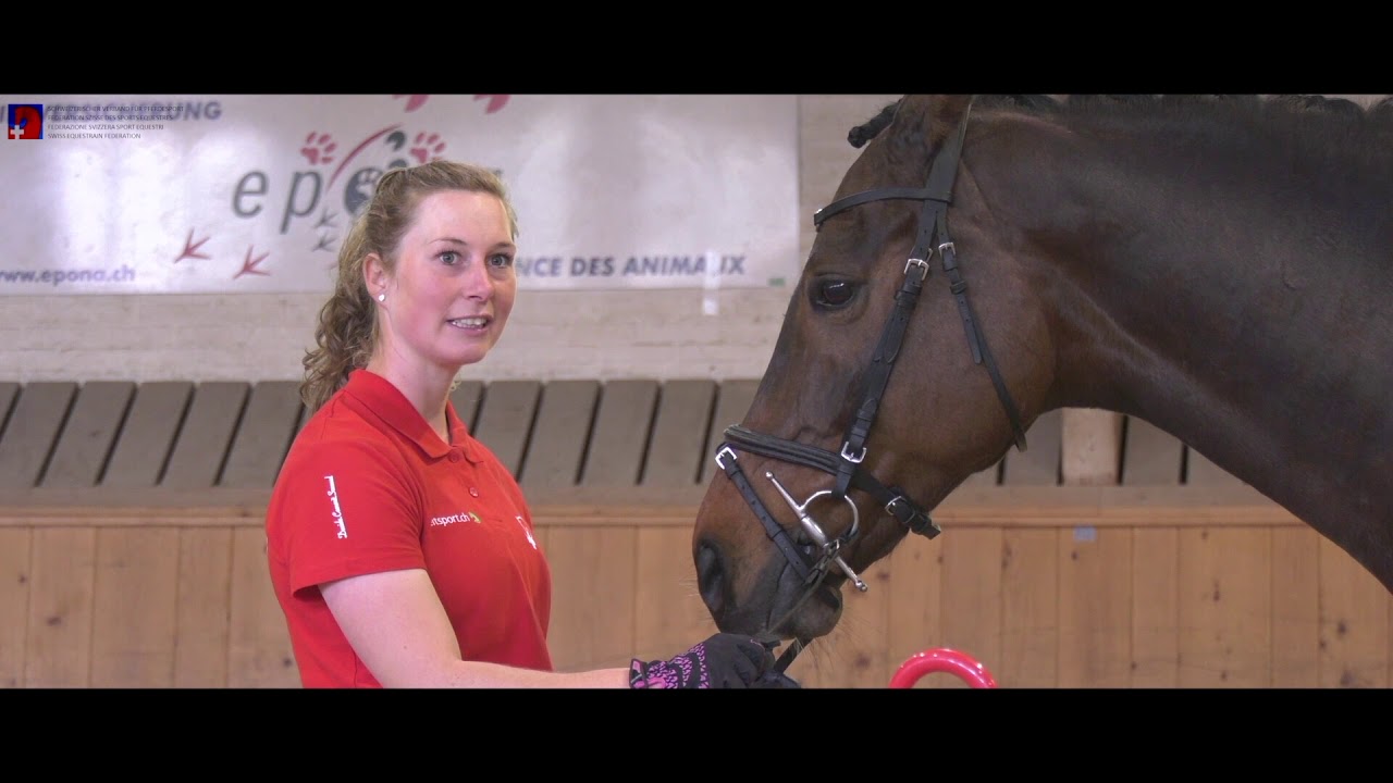 Formation équestre de base - Déroulement du travail au sol