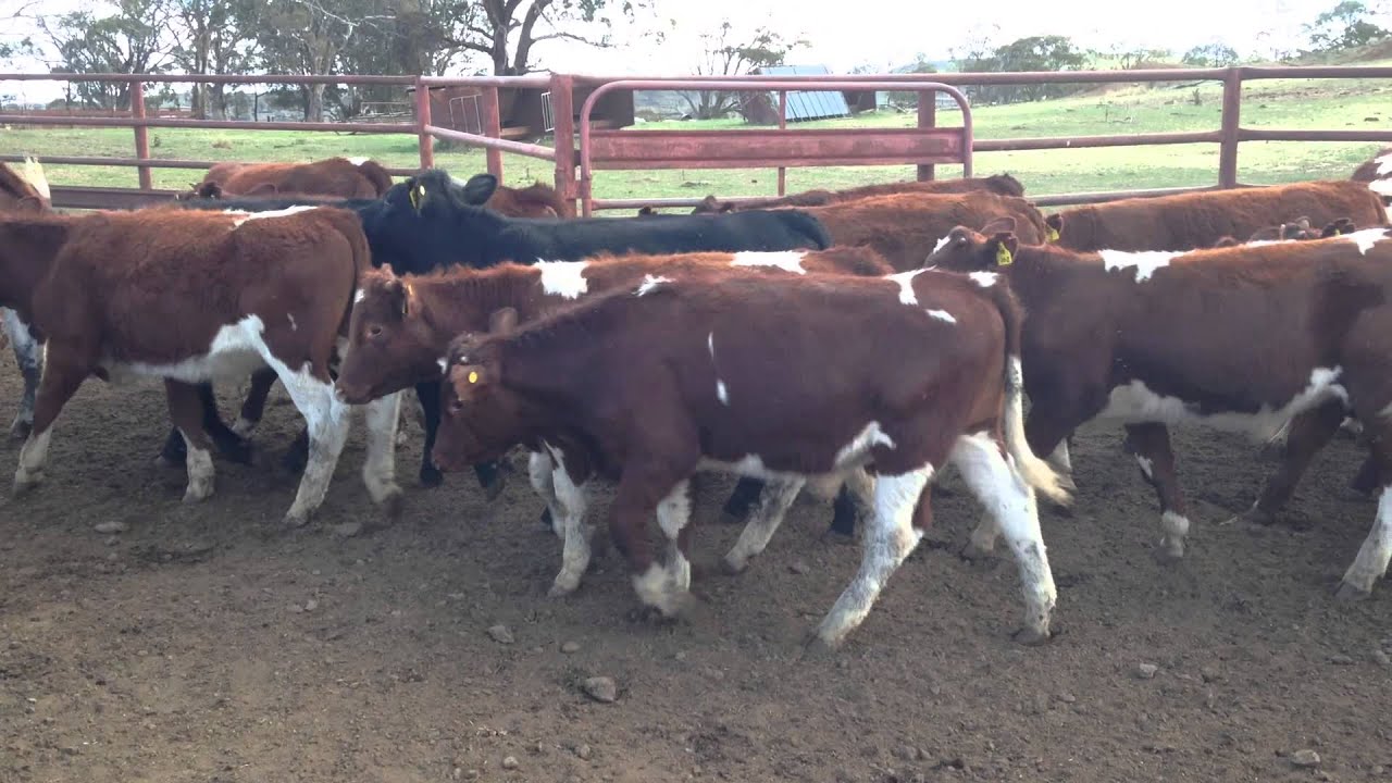 MAINE ANJOU CATTLE AUCTIONS PLUS FRIDAY 14TH MARCH 2013 YouTube