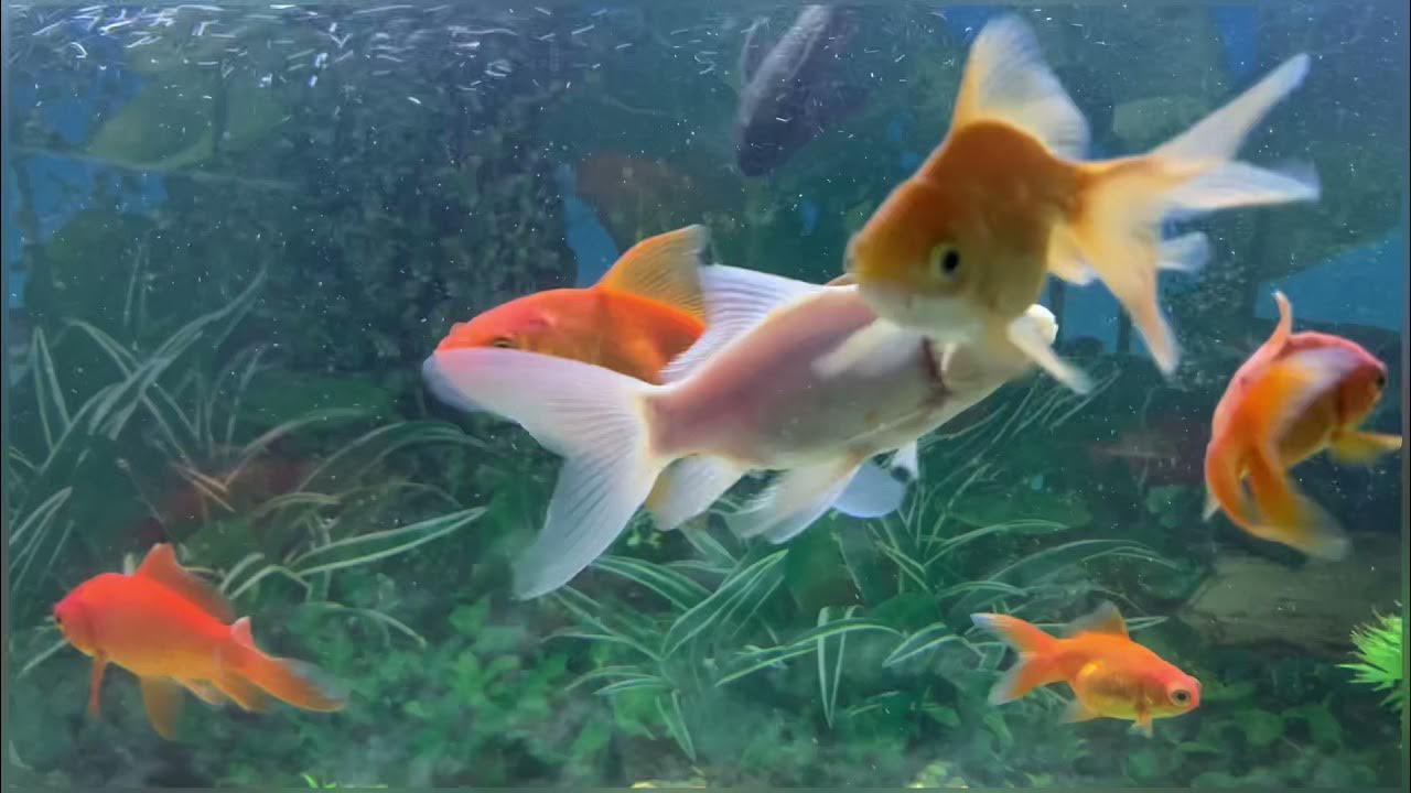 Gold Fish Koi Fish Betta Fist Janitor Fish Aquarium At Home gold-fish-koi-fish-betta-fist-janitor-fish-aquarium-at-home