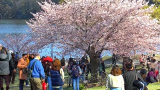 Cherry Blossom 2024: Stunning Views!