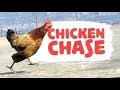 Chicken chase