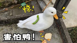 When the cute Cole Duck meets Tang Bao: frightened and fled, what kind of creature is this? I'm so a