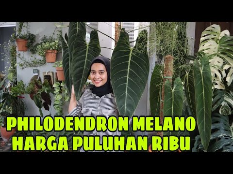 Video ini dibuat untuk hiburan dan edukasi mengenai penggantian kabel busi custom pada mobil kijang . 