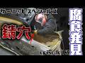 ここまで来て錆穴修理…どうなるケーニッヒ！？episode13