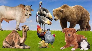 Lovely Animal Sounds: Grey Crowned Crane, Bear, Cow, Dog, Camel, Cat, Rooster | Animal Moments by Wild Animal Sounds 4,060 views 2 weeks ago 30 minutes