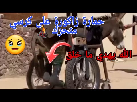 حمارة زاكورة على كرسي متحرك الله يهدي ما خلق 