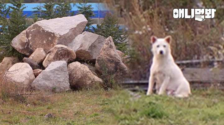 한파에도 돌무덤을 떠나지 않던 백구가 끝까지 지킨 것….ㅣDog Didn't Leave Stone Mound To Protect This