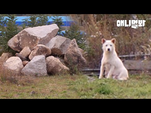 한파에도 돌무덤을 떠나지 않던 백구가 끝까지 지킨 것….ㅣDog <strong>Didn</strong>&amp;#39;t Leave Stone Mound To Protect This