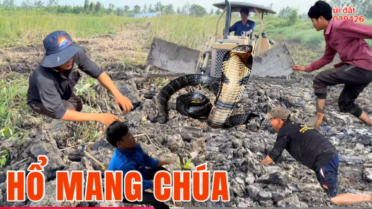 Máy Ủi Bờ Đất Lâu Năm Bất Ngờ Gặp Được Hổ Mang Chúa