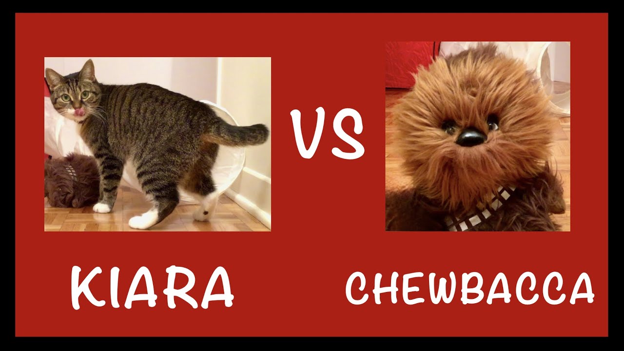 Kiara vs Chewbacca / Funny Cat Video - YouTube
