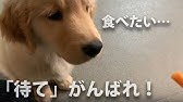 Amazonプライムcm 感動のcmシリーズ ライオンになった ゴールデンレトリーバー編 Youtube