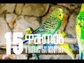 15 интересных фактов о волнистых попугаях