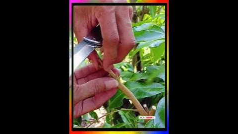 ghép cây vải # ghép cây vải # công nghệ ghép cành # hướng dẫn ghép cành