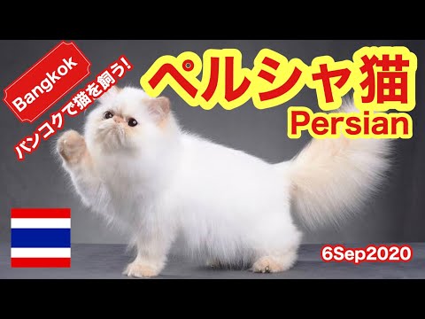 【名前募集】ペルシャ猫！バンコクで猫を飼う！Persian in Bangkok.