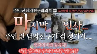 주인 전 남자친구가 짐을 챙기자... 이별은 알아차린 강아지의 마지막 작별인사는?