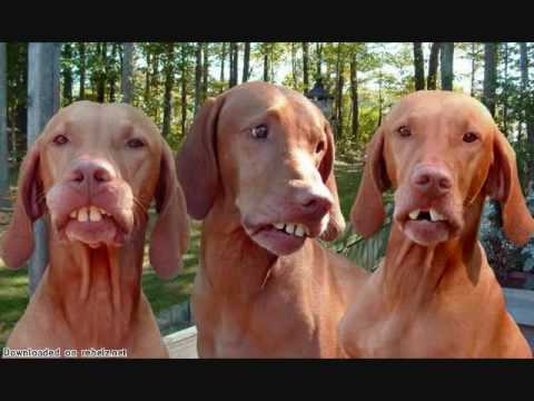 THE URBAN FILTER SHOT OF STRIPED BASS VIDEO_0001.wmv