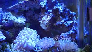 Colin's Angelfish & Blackbar Filefish