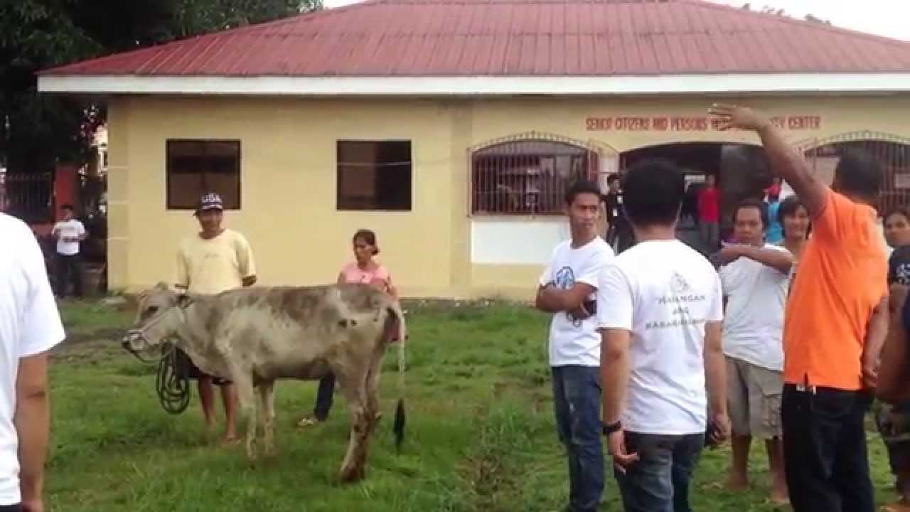 Livestock (Cattle) Distribution in Culasi fr FAO (Food and Agriculture Organization) 072015M antique farmhouse