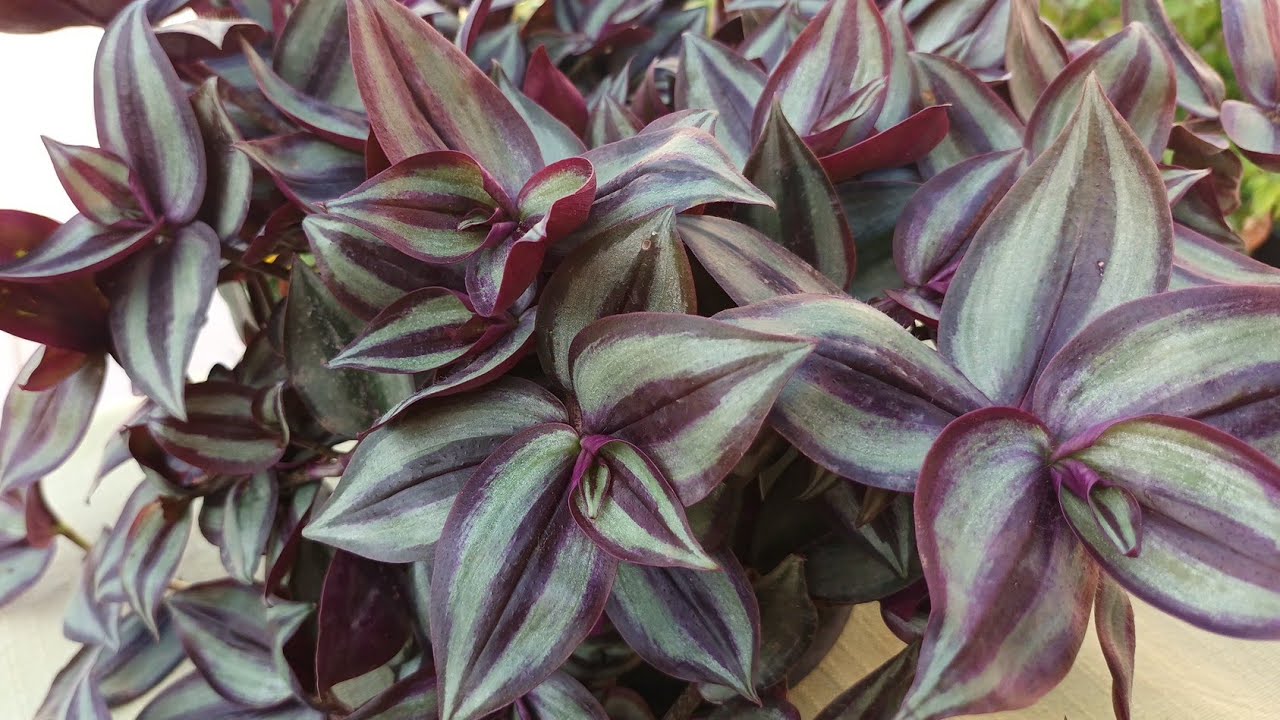 طريقتي البسيطة في الإكثار من محبوبة الجماهير نبات المكحلة طلبا لمتتبعة عندي