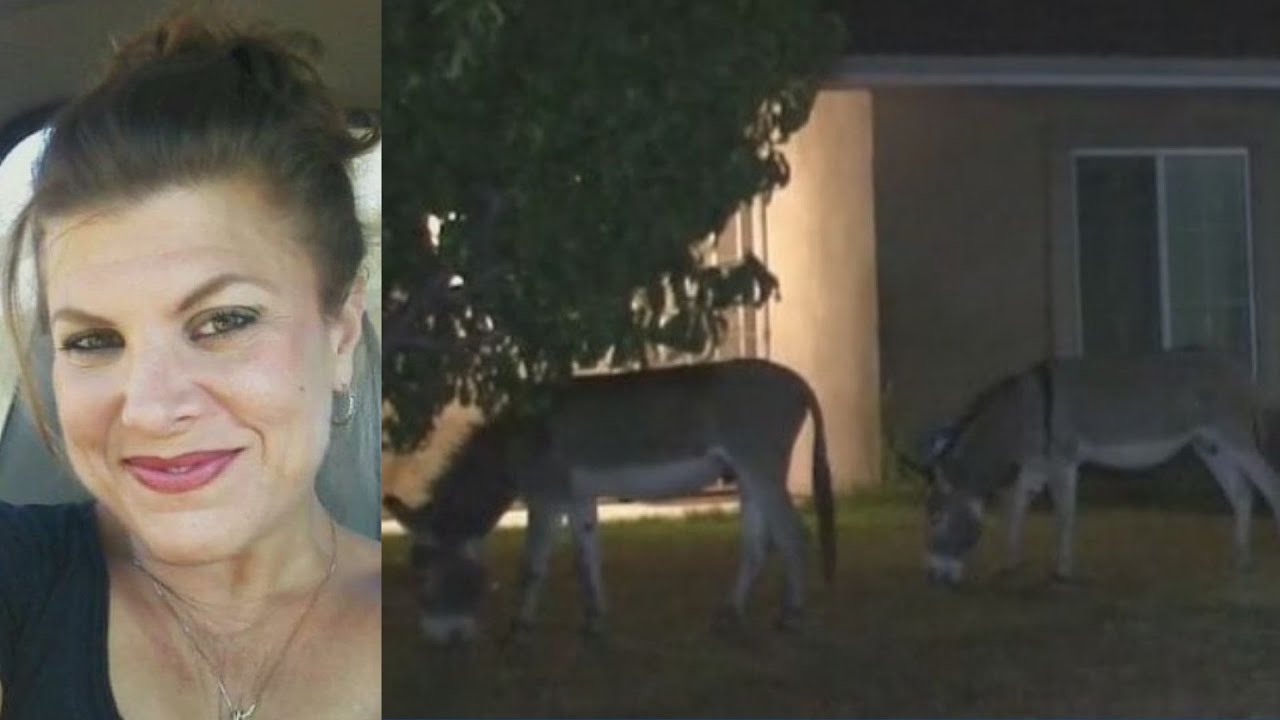 Vehicle vs wild donkey accidents on the rise in the IE, with 1 crash resulting in woman's death