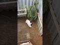 Rabbits кроликивяме кролики кролики разведение 