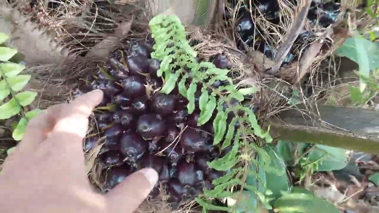 Perawatan PPKS Dumpy Usia Tanam 30 Bulan!!!