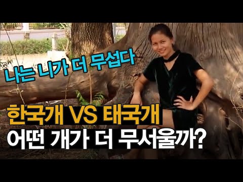한국개 VS 태국개 어떤 개가 더 무서울까?