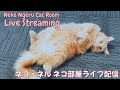 【ネコ・ネル ねこ部屋配信】NN Cat Room Live Streaming 260509