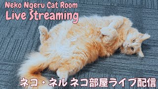 【ネコ・ネル ねこ部屋配信】NN Cat Room Live Streaming 260509