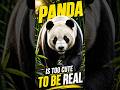 PANDA IS CUTER THAN YOU THINK 😍 🐼 Zoovanta TV