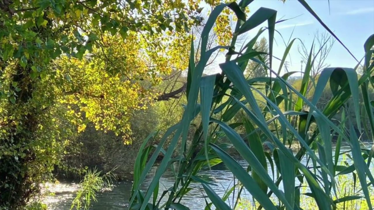 Il ruscello del bosco