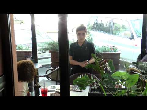 ვინ ჭამა ბაყაყი? – პალიტრა L-ის ექსპერიმენტი