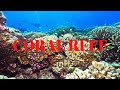CORAL REEF
