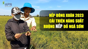 APN - CẢI THIỆN NĂNG SUẤT RUỘNG NẾP ĐỔ NGÃ SỚM - TÂN THẠNH, LONG AN
