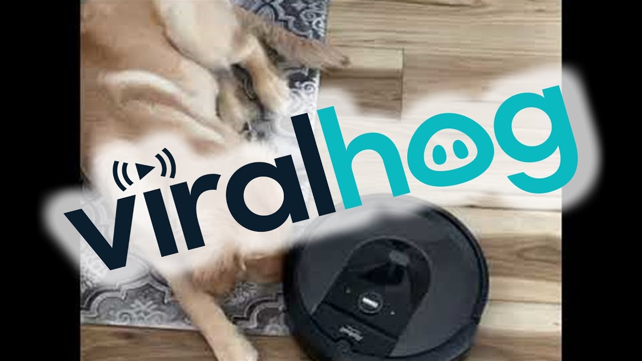 Golden Retriever Puppy Being Friendly to Roomba ViralHog YouTube