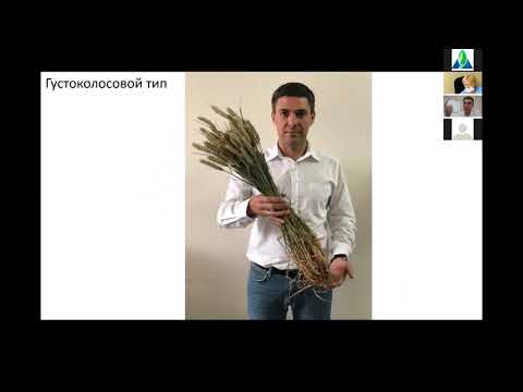 Ультраранние посевы озимой