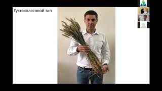 Ультраранние посевы озимой пшеницы