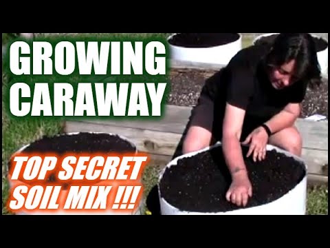 Video: Growing Caraway Seeds: How To Grow Caraway