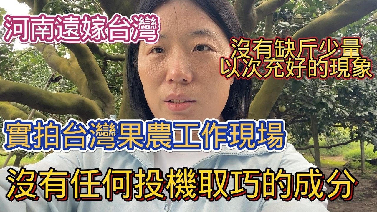 河南遠嫁台灣，實拍台灣果農工作現場：沒有任何投機取巧的成分，沒有缺斤少量以次充好的現象。 縮圖