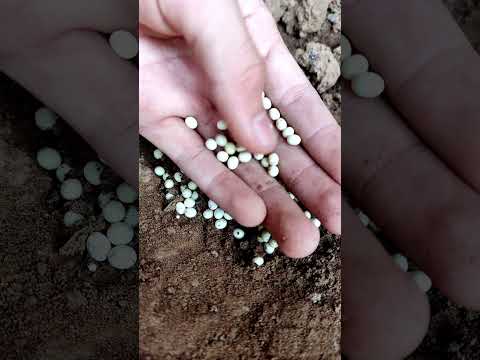 Video: Chăm sóc mùa đông của Kiwi cứng - Kiwi cứng có yêu cầu ủ quá đông