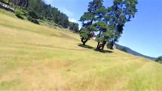 Tree powerloop  14.08.2k18