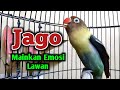 Pancingan Lovebird Fighter, JAGO Mainkan Emosi Lawan, Sekali Tarikan Lovebird Manapun NYAUT SEKETIKA