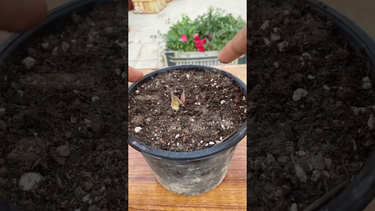 how to grow rose from Buds 