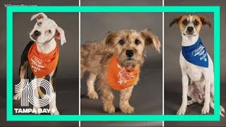 Meet the Tampa Bay area rescue dogs participating in the Puppy Bowl XVIII
