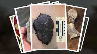 Ladonia Fossil Park - Current and Future Fossil Hunting by Upper Trinity Regional Water District 314 views 1 month ago 1 minute, 22 seconds