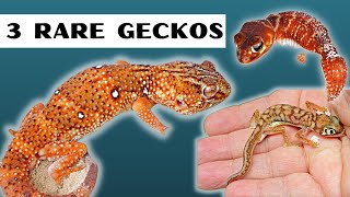 Rare Geckos!    Highlighting 3 of our rarer geckos and how we keep them.