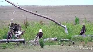 Mississippi River Flyway Cam. Subadult goofing around - explore.org 05-20-2021